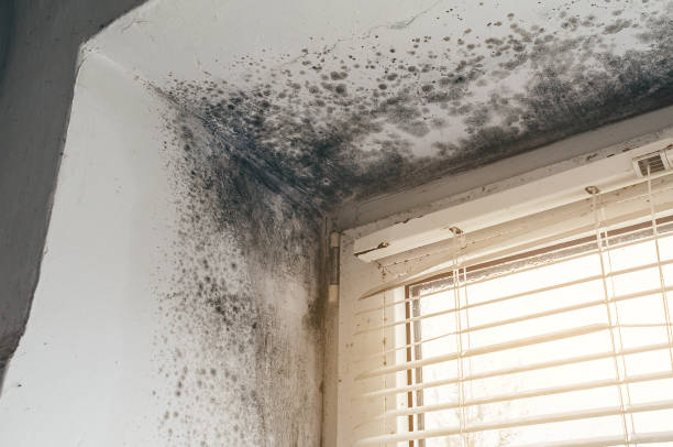 Affordable Mold Cleanup solutions in Redmond, OR